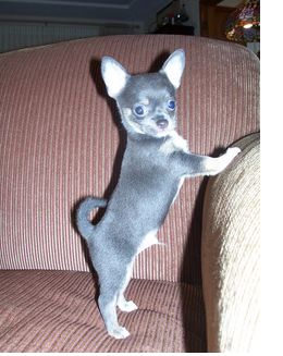 Standing up chihuahua puppy.PNG
