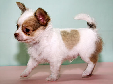 Tan and white maltese chihuahua puppy picture.PNG
