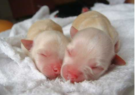Two newborn long coat chihuahua puppies picture.PNG
