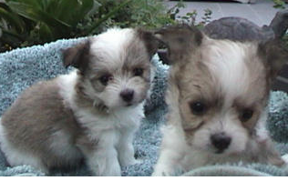 Two young maltese chihuahua puppies photo.PNG
