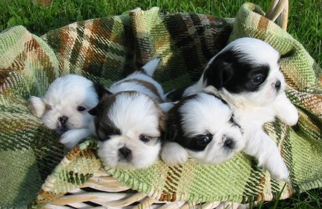 White and black pekingese chihuahua puppies in basket.PNG

