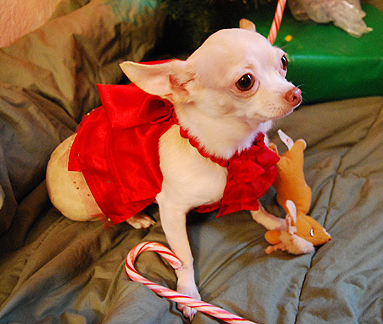 white chihuahua puppy in bright red outfit.PNG

