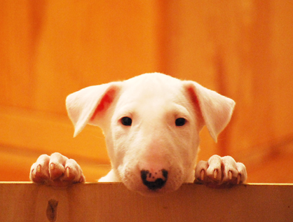 Puppy Bull Terrier dog picture.PNG
