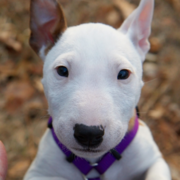 bull terrier breeder picture.PNG

