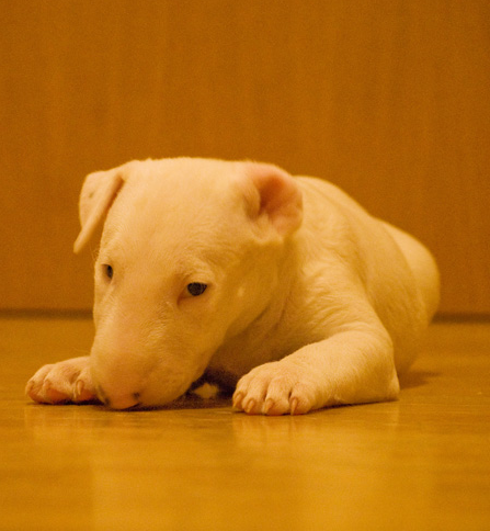 Bull Terrier dog puppy in white.PNG
