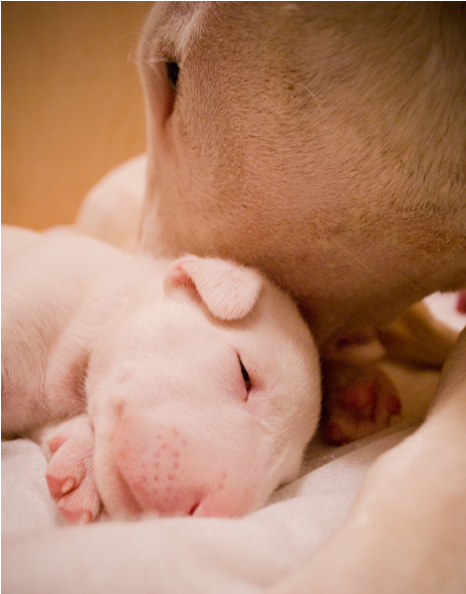 Bull Terrier mom cleaning its baby.PNG
