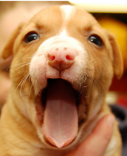Bull Terrier puppy yawnining.PNG
