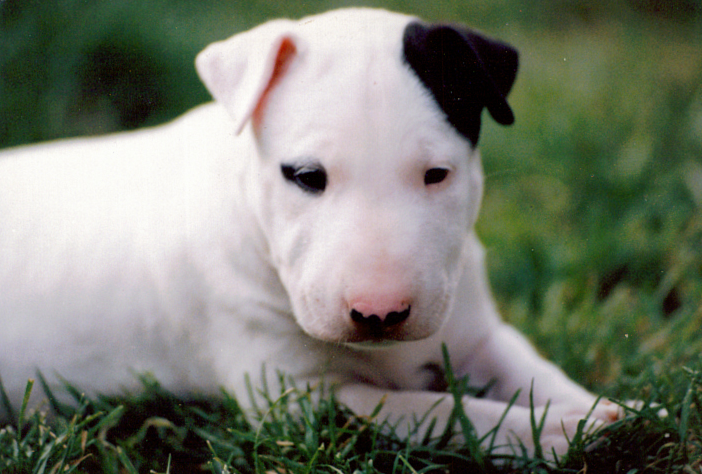 Bull Terrier puppy on the grass.PNG
