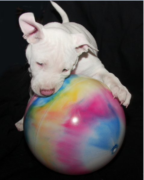 Bull Terrier puppy playing with its big ball.PNG
