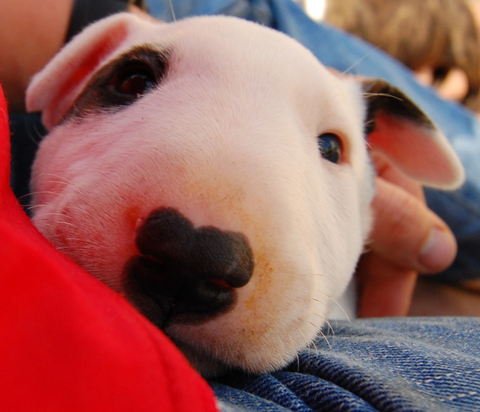 Close up picture of Bull Terrier puppy face with black nose.PNG
