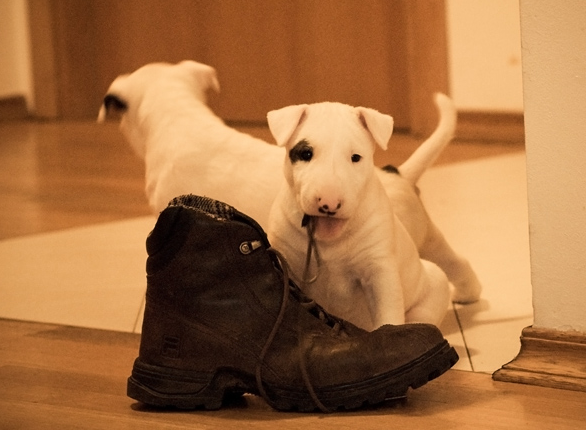 Cute but naughty bull terrier puppy photos.PNG
