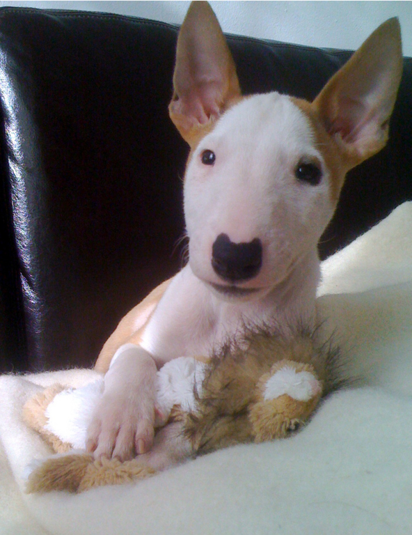 english bull terrier puppy.PNG
