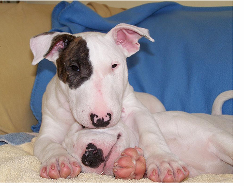 puppy bull terrier dogs picture.PNG
