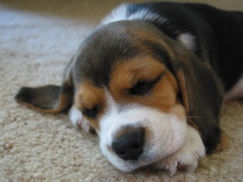 beagle pup1
