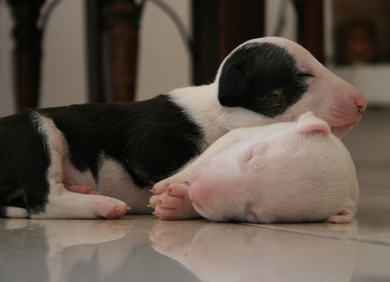two bull terrier breeders sleeping.PNG
