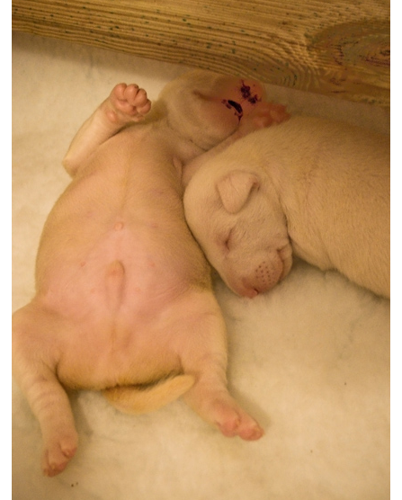 Two young Bull Terrier puppies sleeping and one puppy showing it belly.PNG
