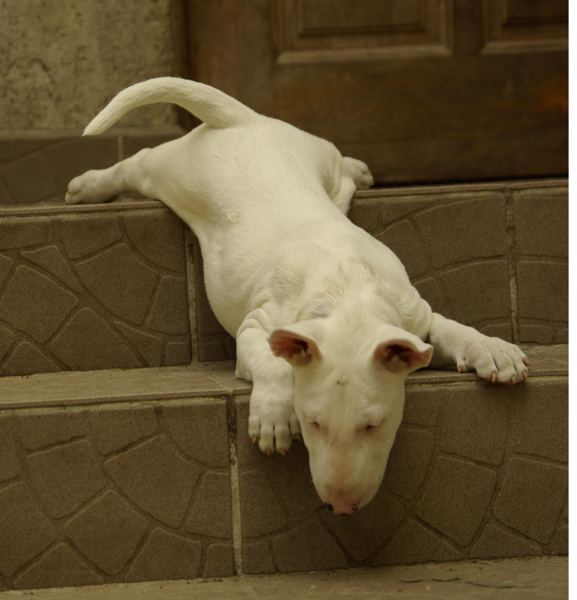 White Bull Terrier breed image.PNG
