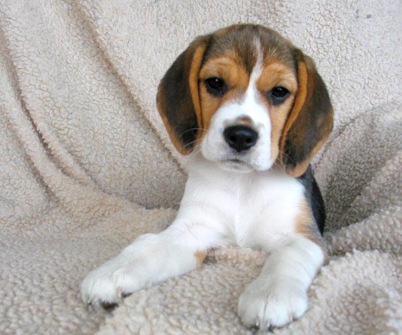 beagle puppy1h
