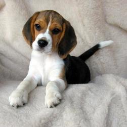 beagle puppy2
