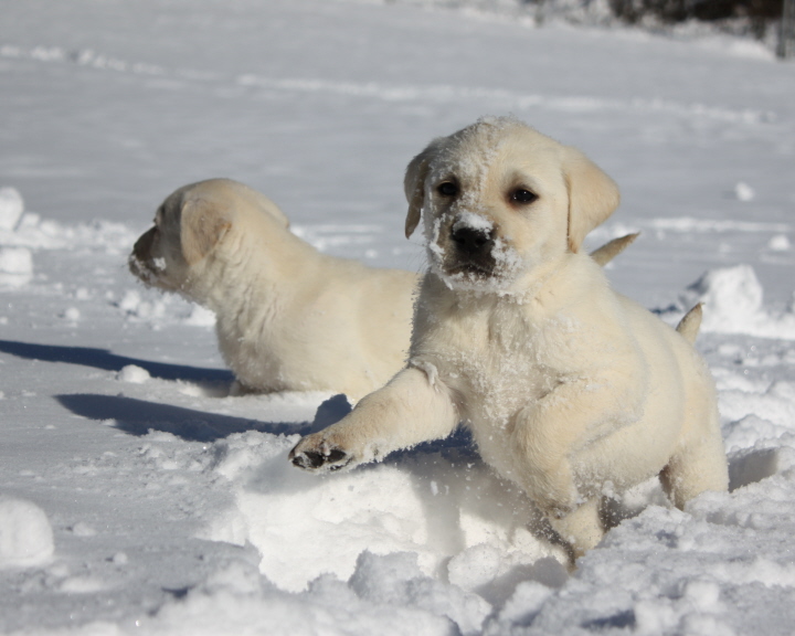 Pups in Snow
