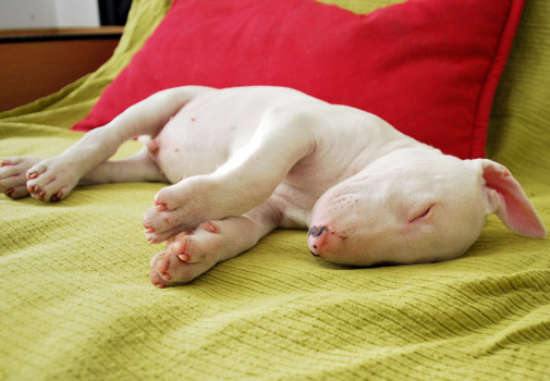 White Bull Terrier puppy in deep sleep.PNG
