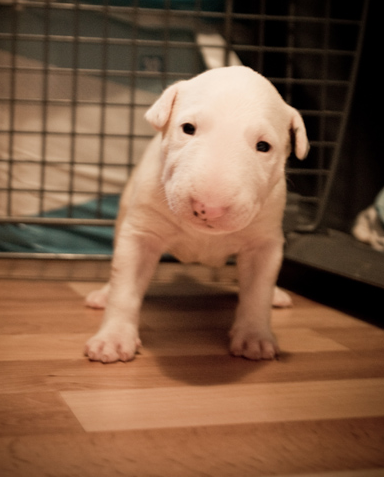 White young Bull Terrier pup image.PNG

