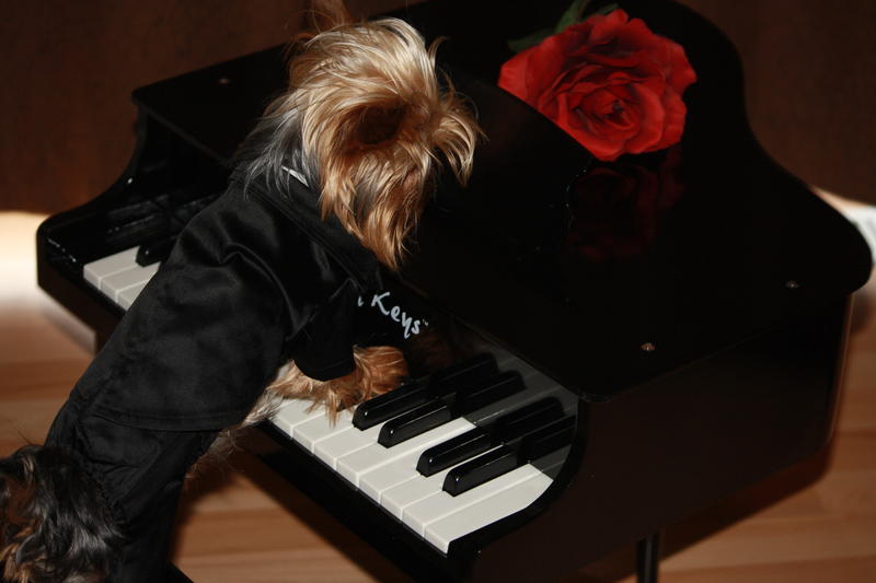 Sweet sound of music ! 002   play me a song your the piano man
