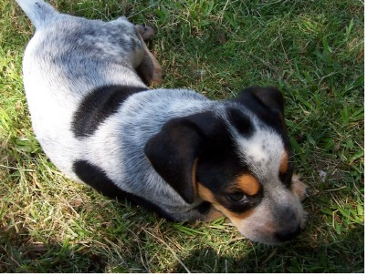 Blue Heeler dog puppy with cool patterns.PNG
