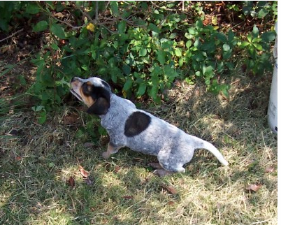 Blue Heeler puppy attacking a branch.PNG
