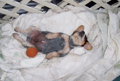 Blue Heeler puppy chilling out playing.PNG
