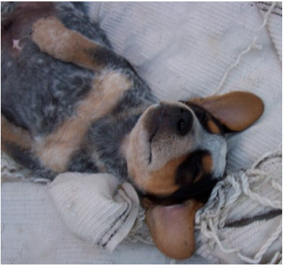 Blue Heeler puppy in deep sleep on its back.PNG
