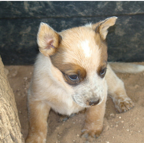 Blue Heeler puppy in tan color.PNG
