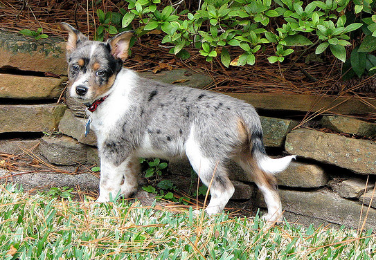 Blue Heeler puppy in the garden.PNG
