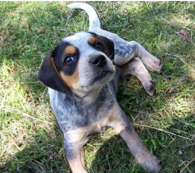 Blue Heeler puppy picture.PNG
