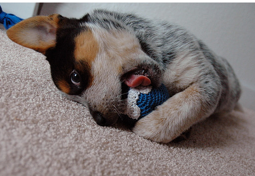 Blue Heeler puppy playing with its cute toy.PNG
