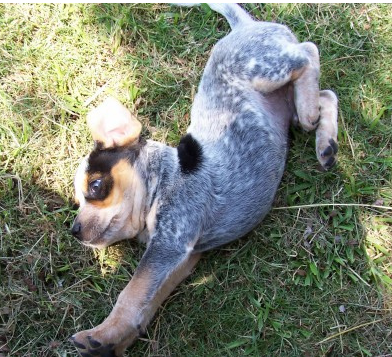 Blue Heeler puppy stretching on the grass.PNG
