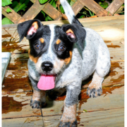 Blue Heeler puppy with a big bright pink tongue.PNG
