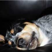 Blue Heeler puppy with funny looking sleeping face.PNG
