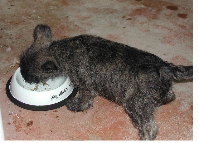 A hungry Cairn Terrier puppy eating.PNG

