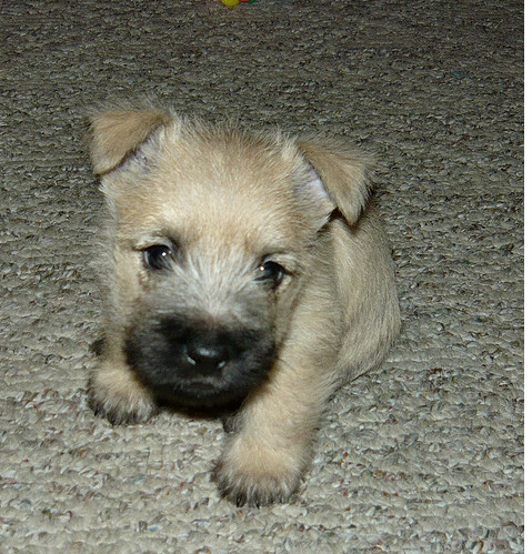 Adorable puppy photo of a Cairn Terrier puppy in tan with black nose.PNG
