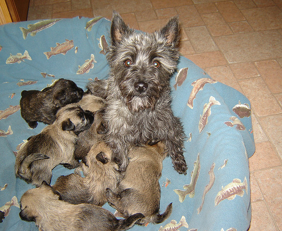 Cairn Terrier breeders.PNG
