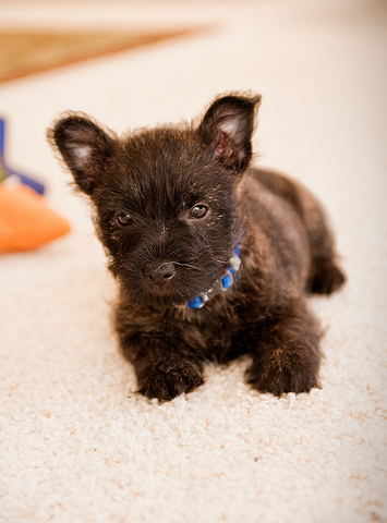 Cairn Terrier pup picture.PNG
