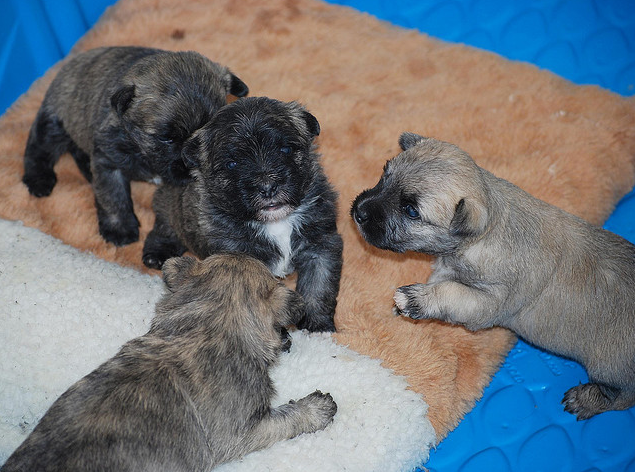 Cairn Terrier puppies pictures.PNG
