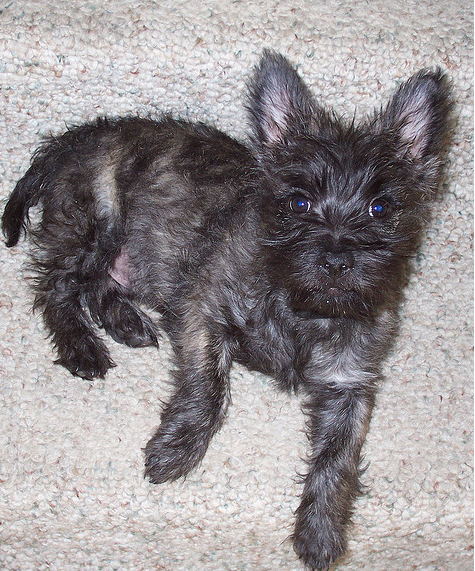 Cairn Terrier puppy in black and grey.PNG
