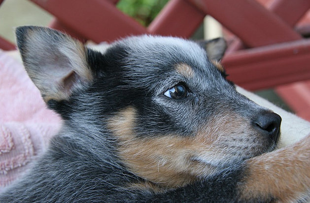 Close up picture of a Blue Heeler puppy.PNG
