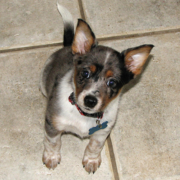 Cute Blue Heeler puppy looking up to the camera.PNG
