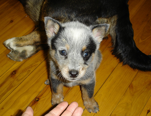Cute dog photo of a young Blue Heeler puppy.PNG
