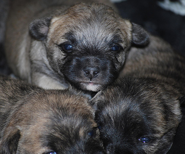 Cairn Terrier breeders pictures.PNG
