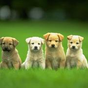 4-cute-puppies-wallpaper-640x480

