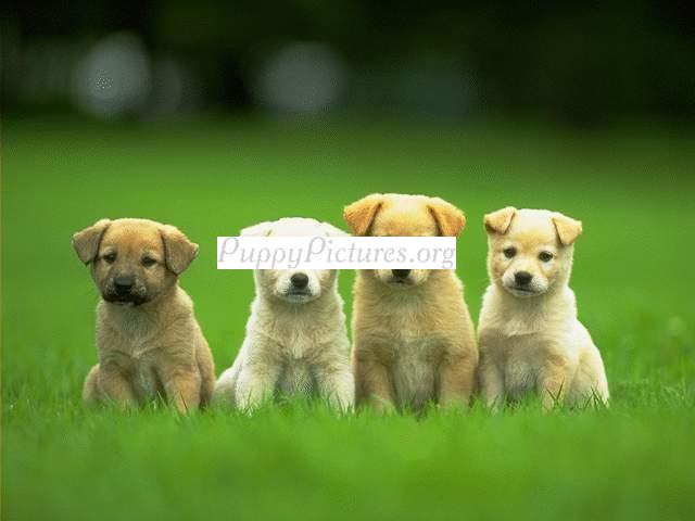 4-cute-puppies-wallpaper-640x480
